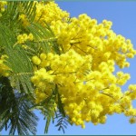 mimosa